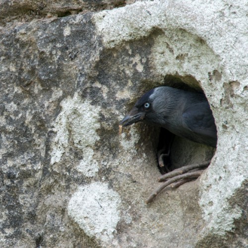 Jackdaw